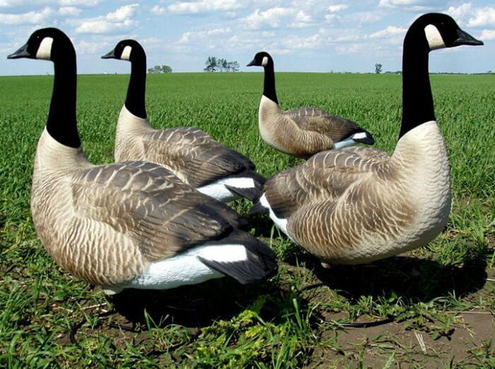 Flocked Goose Hunting Decoy